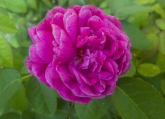 Czy ZUS widzi że pracuje za granicą?