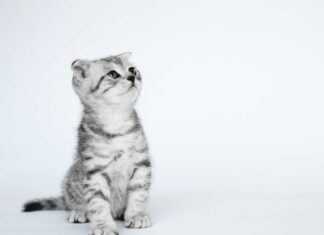 Kto musi złożyć in1?