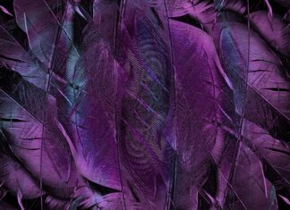 Co to jest formularz sed F001? Co to jest formularz sed F001?