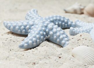 Które skorupiaki prowadzą osiadły tryb życia?