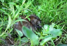 Co jest rezultatem nauczania?