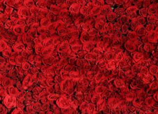 Czym się różni PGE Obrót od PGE dystrybucja?