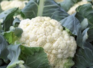 Czy kalafior gotowany jest lekkostrawny?