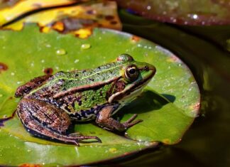Skąd Żabka bierze towar?