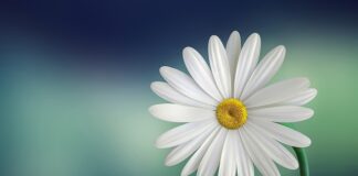 Czy płatki owsiane są lekkostrawne?