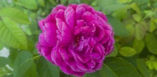 Czy polski ZUS dowie się o pracy za granicą?