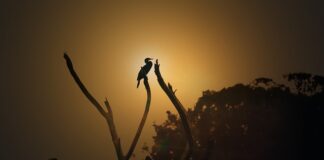 Ile kosztuje godzina pracy doradcy?