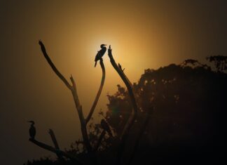 Ile kosztuje godzina pracy doradcy? Ile kosztuje godzina pracy doradcy?
