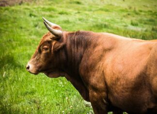 Jak obliczyć wielkość partii produkcyjnej?