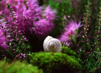Kto zakłada sondę do żołądka lekarz czy pielęgniarka? Kto zakłada sondę do żołądka lekarz czy pielęgniarka?
