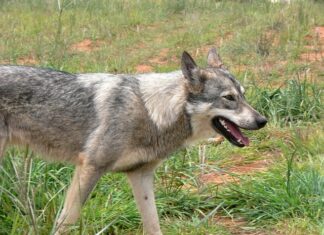 Co to jest taksonomia celów kształcenia? Co to jest taksonomia celów kształcenia?